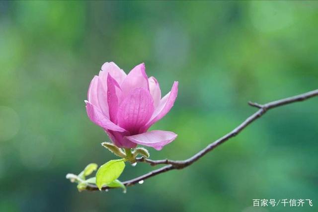 玉兰花花语，玉兰花花语和寓意（赞美玉兰花的诗词推荐）