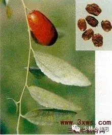 白牛胆的功效与作用，白牛胆的功效与作用禁忌（中药图片大全与功效）