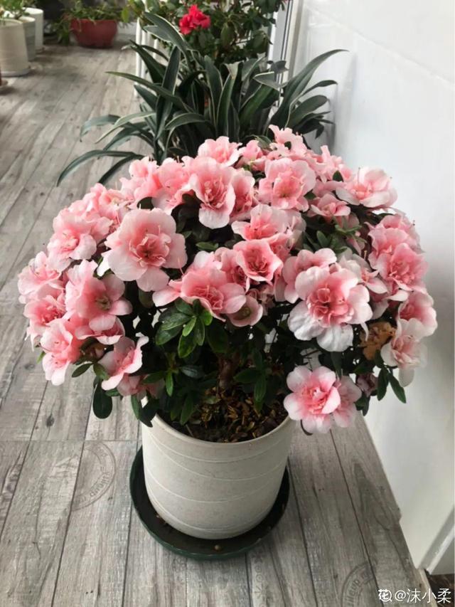 30种适合懒人养的花夏季，蹭蹭疯长、爆盆