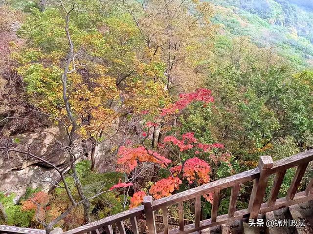 枫叶的特点，最佳观赏期还要等一等……（枫叶长什么样子）