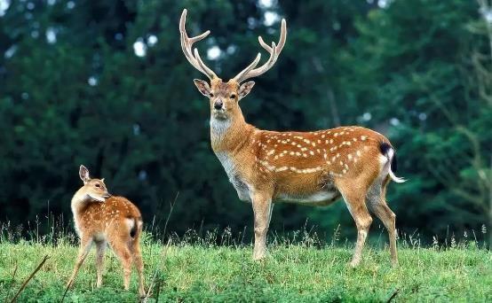 兽类包括哪些动物,十二生肖中兽类有什么(哺乳类动物和图片)