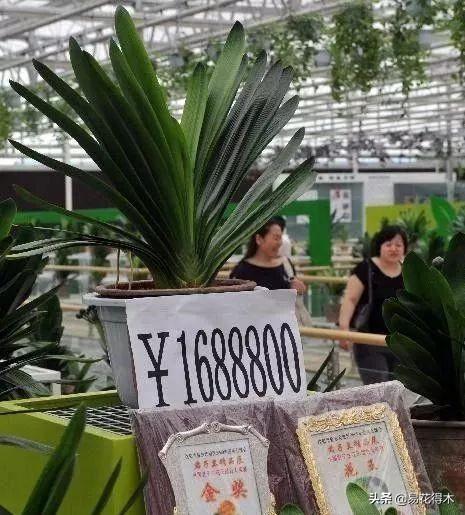 君子兰价格，曾经标价“7777万元”的君子兰噱人眼球