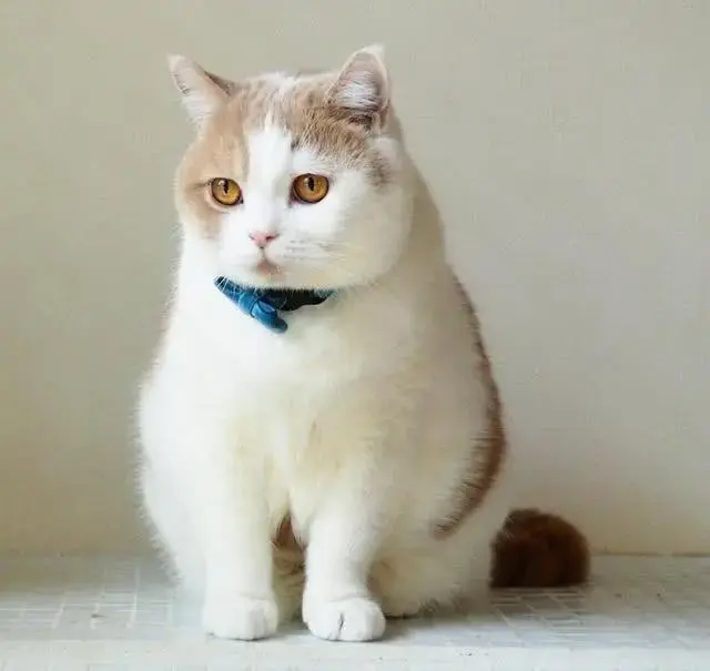 公猫不绝育会怎么样，公猫不做绝育会怎样（如果不给猫咪做绝育）
