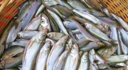 怎样做红烧塘角鱼，红烧塘角鱼怎么做好吃（这4种河鱼在农村常见）