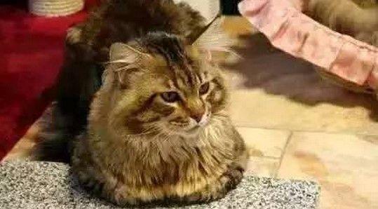 猫弓背尾巴竖起代表什么，猫咪尾巴竖直是对你表达好感还是攻击性动作