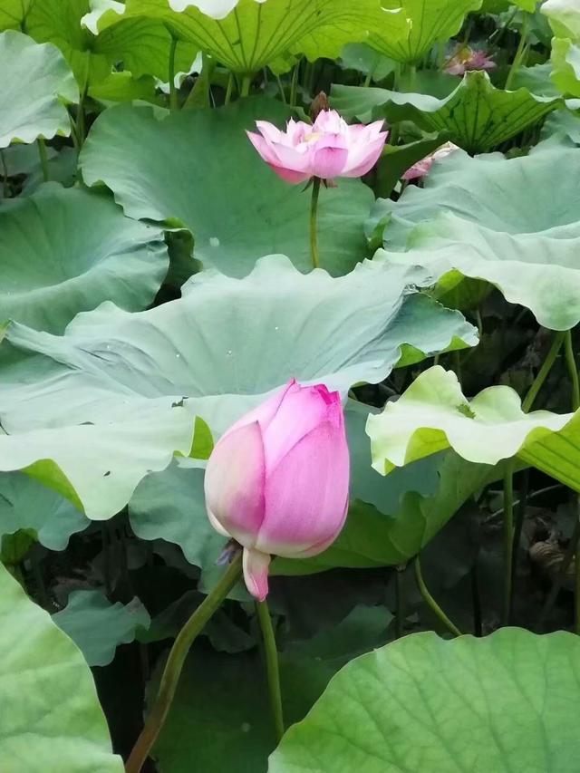 杨万里写的描写杭州西湖的诗句，只因这一片荷塘风景独好