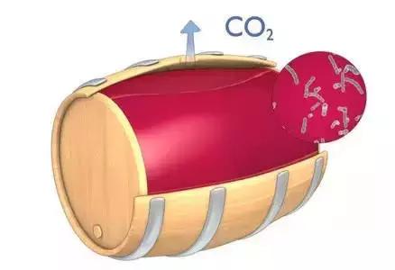 苹果酸乳酸发酵，苹果酸乳酸发酵的作用（看到最后一张图我明白了。）