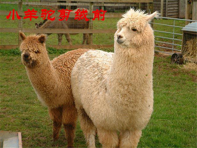 羊驼为什么吐口水，羊驼吐口水说明什么（“吐口水”是在传递信息）