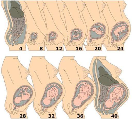 孕周胎心的位置示意图图片