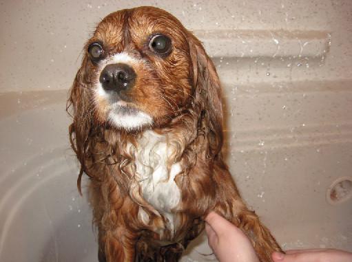 小狗多久可以洗澡(一个月的小狗可以洗澡吗)