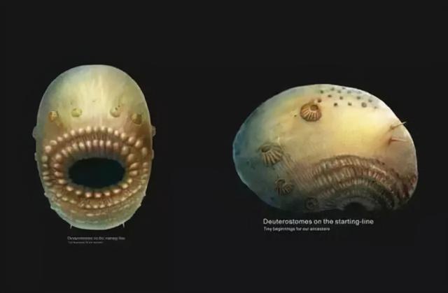 宇宙进化系统，为什么只有人类进化出高度发达的大脑