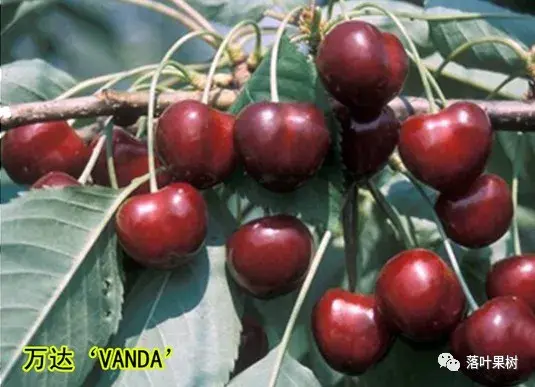 樱桃的特点，欧洲波兰甜樱桃与酸樱桃的商品化栽培历程（樱桃的特点）