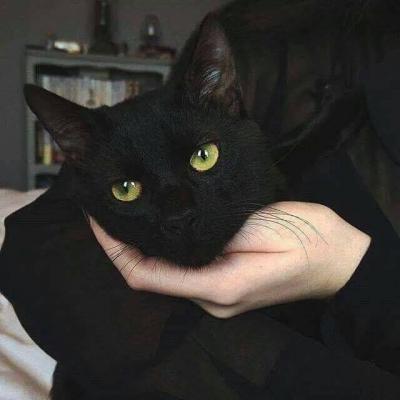 猫咪微信头像,猫咪头像(高冷动物微信头像高清可爱小猫咪) 猫咪微信头像,猫咪头像(高冷动物微信头像高清可爱小猫咪)