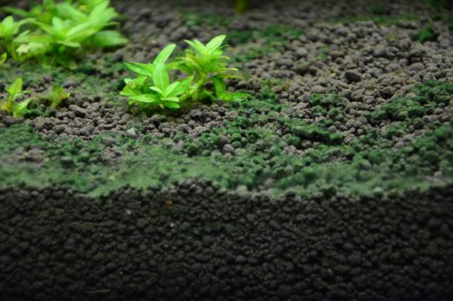 水族箱藻类有哪些，水族箱藻类有哪些图片（10分钟看懂10大水藻及去除方法）