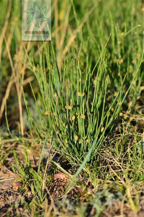 本草图经作者是谁，《本草图经》的作者（芎藭 蘼蕪 藁本）