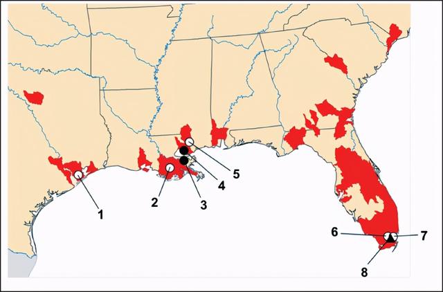 蜗牛的天敌是什么，蜗牛怕什么东西（在这种巨型蜗牛面前）