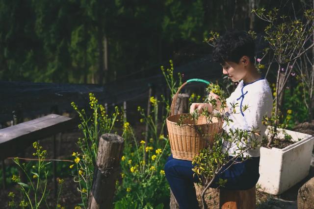 水菊(水菊草),吃一口黄花粑粑你就知道了(菊水是什么) 水菊(水菊草),吃一口黄花粑粑你就知道了(菊水是什么)