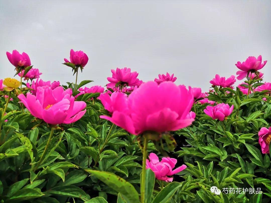 安徽亳州芍药花(亳州芍药花期)-柯彬网