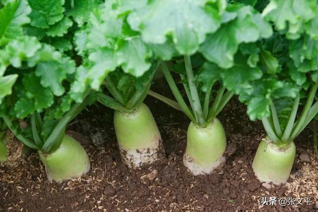 带康字的励志成语，带康字的成语100个（今天我们却写成“糠萝卜”）