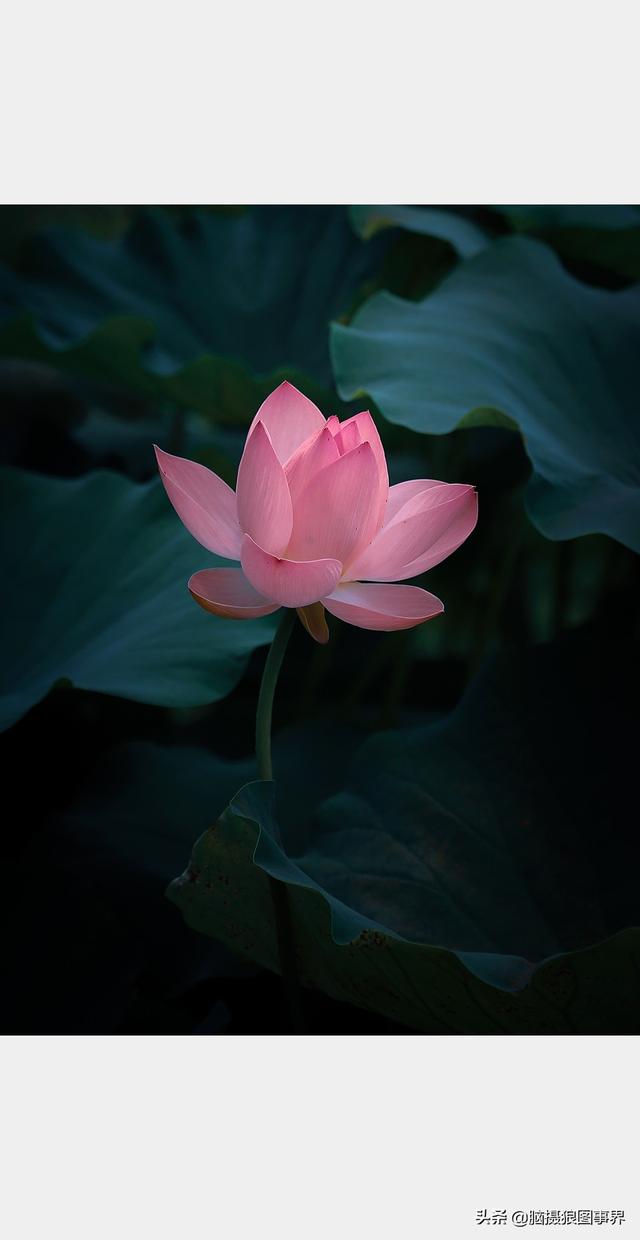 荷花图片，荷花图片大全真实照片（分享18张实拍荷花照）
