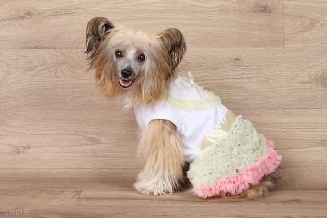 迷你杜宾犬怎么养，迷你杜宾犬养殖基地在哪里（主人记得给它们穿多点衣服）