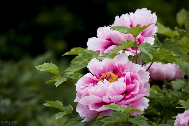 种紫薇树的风水禁忌，风水最好的树（有院子就种15种树）