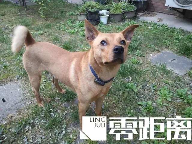 罗根肉制作方法，赤峰罗根肉的做法大全（杀害小狗罗根的“凶手”）