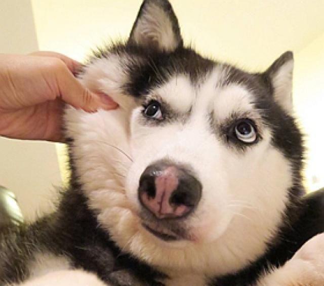 金丝熊打喷嚏怎么回事，金丝熊像打喷嚏一样是怎么回事（到底有没有呀<二>）