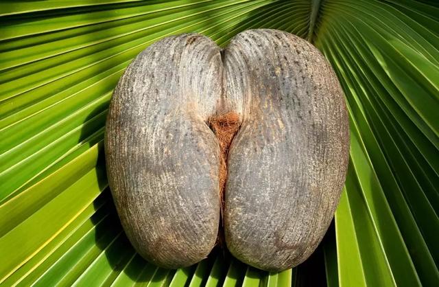 蛇皮果的营养价值，这种水果不一般（蛇皮果的药用价值）