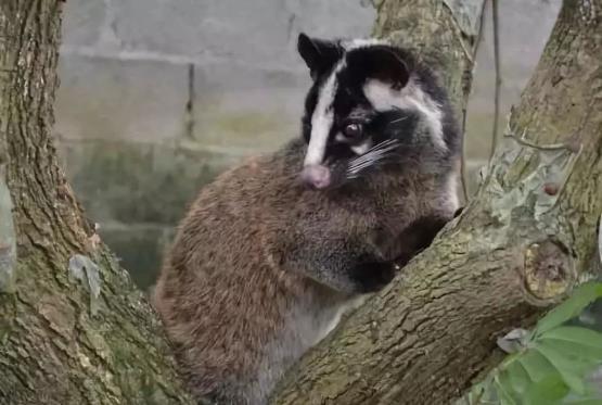 哺乳动物有哪些，世界上哺乳类动物有哪些（哺乳类动物和图片）