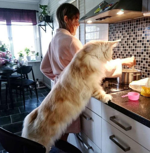 缅因猫怎么样，缅因猫有哪些特点（这6个缺点让人“望而生畏”）