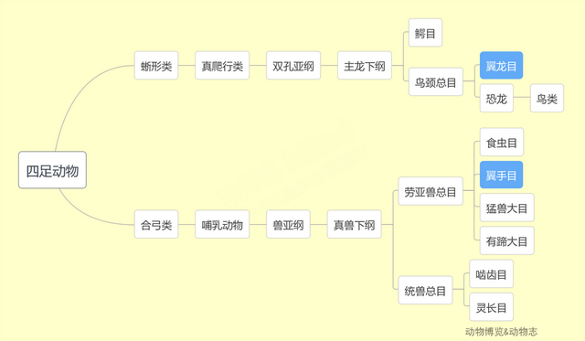 为什么蝙蝠不是鸟，为什么蝙蝠不是鸟却像鸟一样长翅膀飞（蝙蝠的祖先是什么动物）