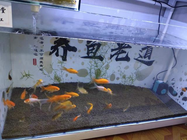 冷水观赏鱼养殖方法和注意事项，常见几种冷水观赏鱼的饲养水位和饲养密度
