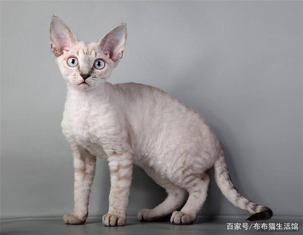 猫的品种介绍及图片，42种宠物猫的品种大全