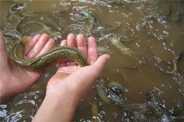 泥鳅怎么养殖，泥鳅怎么养殖才好（无土泥鳅养殖技术）
