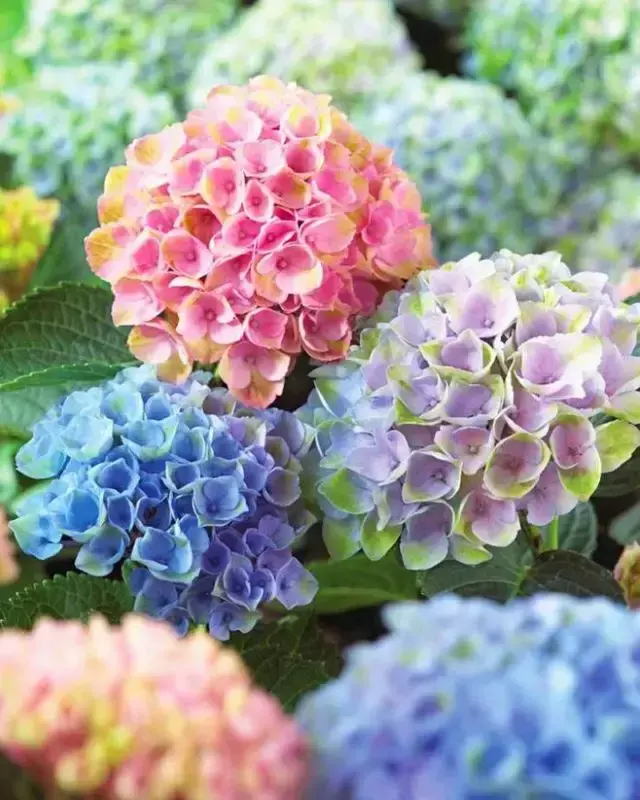 各种花开放的时间（100种常见花的花开时间附图）