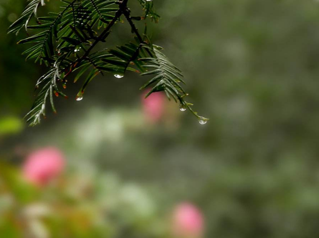 含雨的诗句，含雨的诗句连续两句（诗词鉴赏-十三首夏雨诗词）
