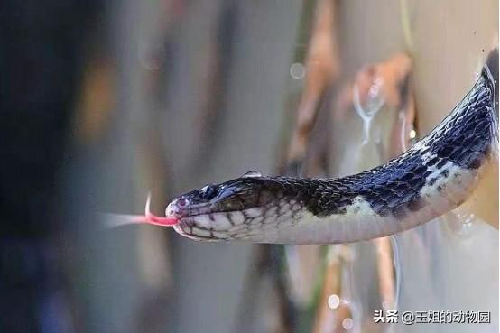 人会被自己的口水呛死吗，怎么会被自己的口水呛到（如何成为钓鱼人的噩梦）