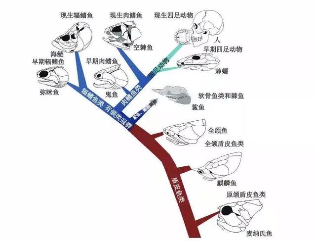 总鳍鱼的特点（如今只能在非洲老哥的饭桌上挣扎）