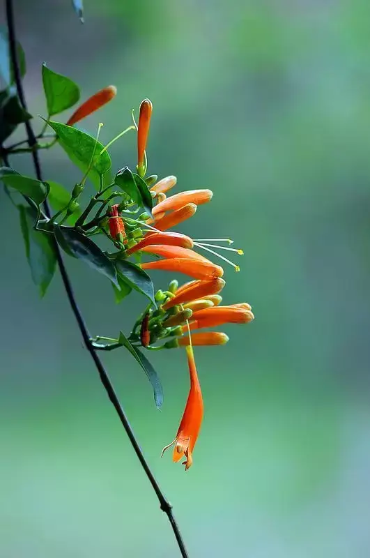 各种花开放的时间（100种常见花的花开时间附图）