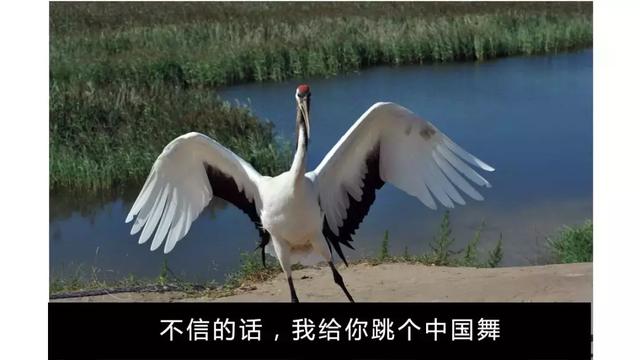 中国的国鸟是什么鸟,中国的国鸟是什么动物(绝大多数的人都不知道) 中国的国鸟是什么鸟,中国的国鸟是什么动物(绝大多数的人都不知道)