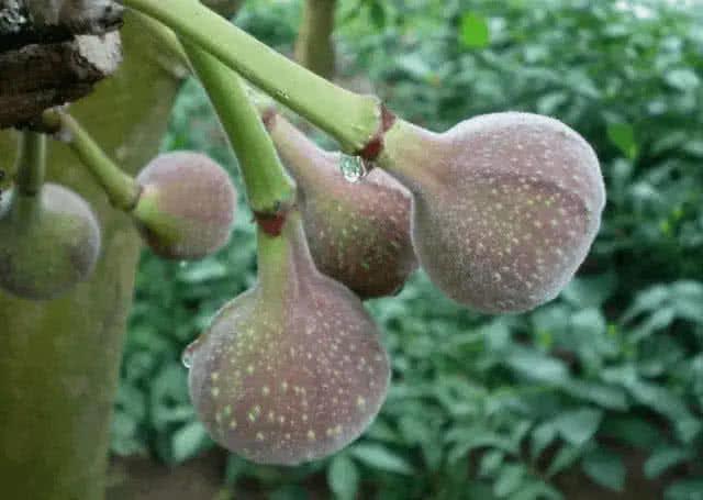 紫色的水果有哪些，粉红色的水果叫什么梅（7种高颜值紫色果子）