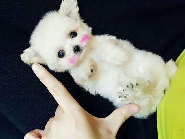 杯子狗（杯子狗寿命，爱狗狗则不应该养茶杯（杯子狗寿命多长）