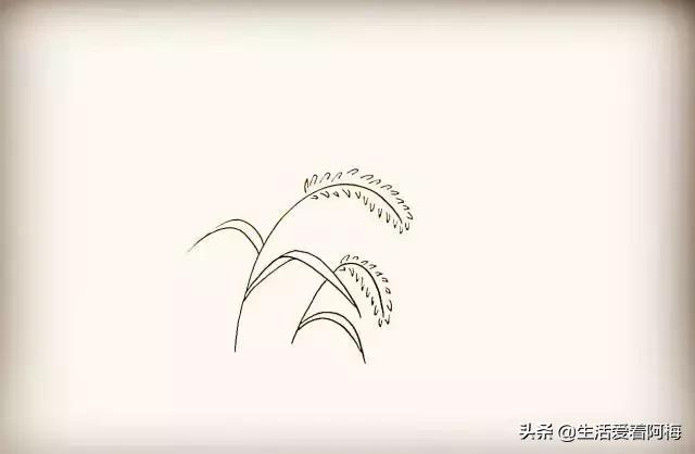 小草怎么画简笔画，小草怎么画简笔画图片 可爱（9步骤画狗尾巴草）