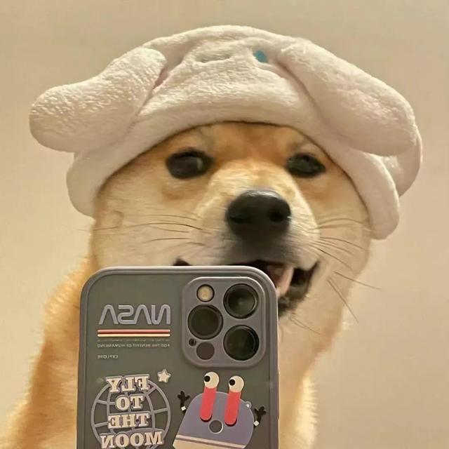 “萌宠/动物/猫咪/狗子/搞怪头像”微信，软锦：“萌宠/动物/猫咪/狗子/搞怪头像”（可爱搞怪萌宠小狗头像）