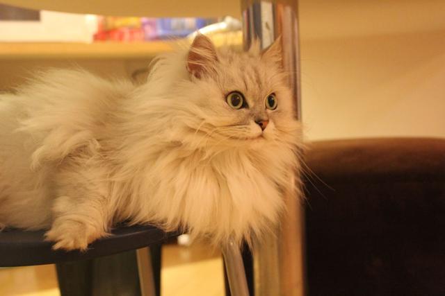 肠胃猫什么意思什么梗（对“金吉拉猫”肠胃伤害很大）