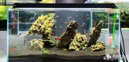 鹦鹉鱼死前征兆，红鹦鹉鱼会不会撑死（让观赏鱼死亡的水中杀手）