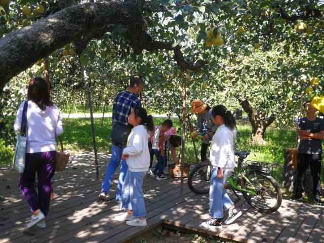 砀山梨(砀山梨树王,梨树王一个梨子100元(山东砀山梨) 砀山梨(砀山梨树王,梨树王一个梨子100元(山东砀山梨)