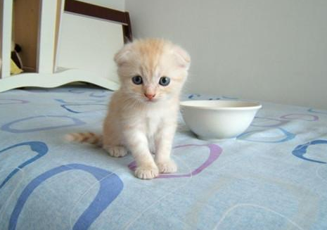 苏格兰折耳猫图片，折耳猫有什么品种（让很多人都不敢养）