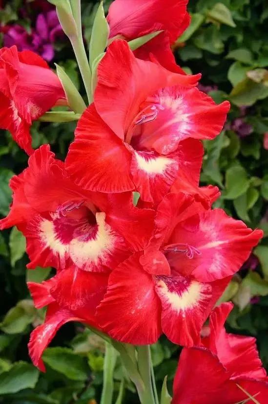 世界上有多少种花，世界上有多少种花?分别是什么（100幅美丽的花儿，赏心悦目）